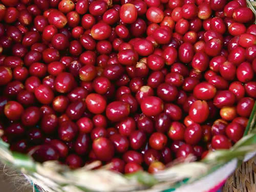 Coffee beans close up