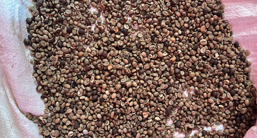 Robusta coffee beans