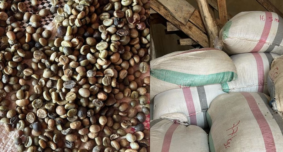 Arabica specialty coffee